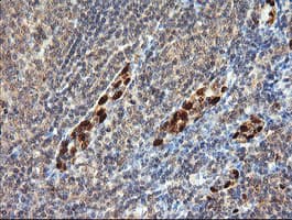 ERG Antibody (clone OTI4G10, Carrier-free)