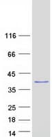 Human C11orf58 Protein (Recombinant Myc-DDK (Flag))