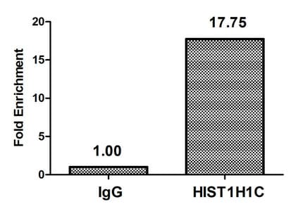 HIST1H1C Antibody