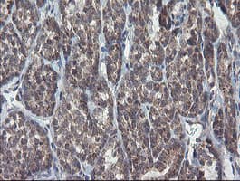 CHN1 Antibody (clone OTI2D10, Carrier-free)