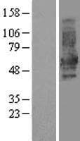 DOK1 Protein (Over-Expression Lysate Myc-DDK (Flag))