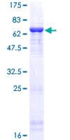 Human BHMT2 Protein (Recombinant GST)