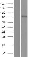 SLC6A19 Protein (Over-Expression Lysate Myc-DDK (Flag))