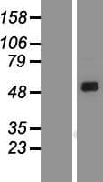 SIRPA / CD172a Protein (Over-Expression Lysate Myc-DDK (Flag))
