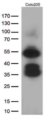 LEF1 Antibody (clone OTI10A7, Carrier-free)