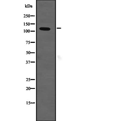 SLC12A2 / NKCC1 Antibody