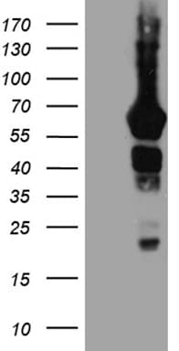 GRB7 Antibody (clone OTI6H2, Carrier-free)
