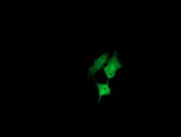 CCT8L2 Antibody (clone OTI4A4)