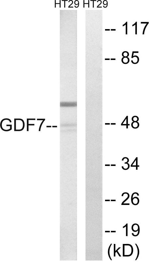 BMP12 / GDF7 Antibody