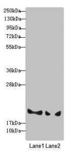 PLDN / Pallidin Antibody