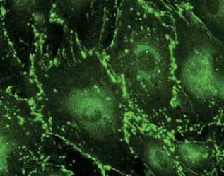 IHC-plus™ GJA1 / CX43 / Connexin 43 Antibody (C-Terminus)