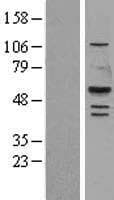 Human LIPF / GL / Gastric Lipase Protein (Over-Expression Lysate Myc-DDK (Flag))