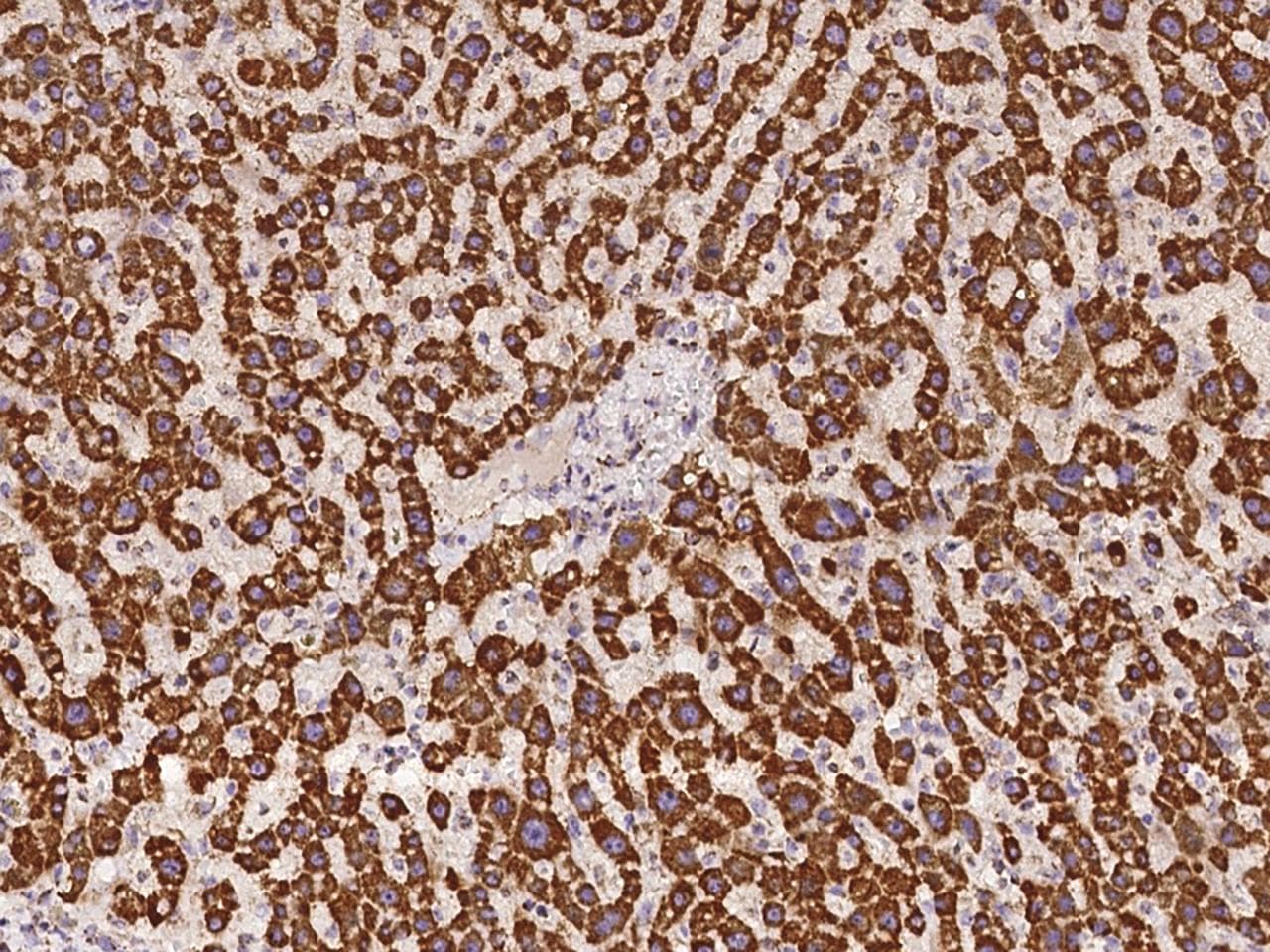 IRX6 Antibody