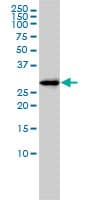FAM84A Antibody (clone 1C2)