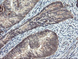 SENP2 Antibody (aa139-523, clone OTI3B12)