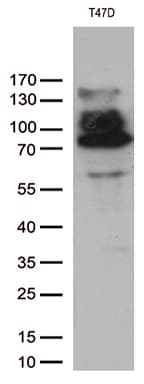 Monoclonal Mouse anti-Human PR / Progesterone Receptor Antibody (clone OTI29A3, aa1-298, WB)