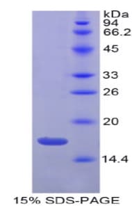 Mouse Gkn3 / Gastrokine 3 Protein (Recombinant His)