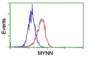 MYNN Antibody (clone OTI3B9)