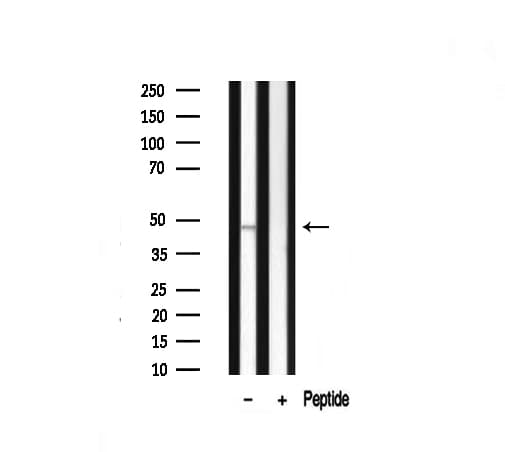 DLX3 Antibody (aa87-137)