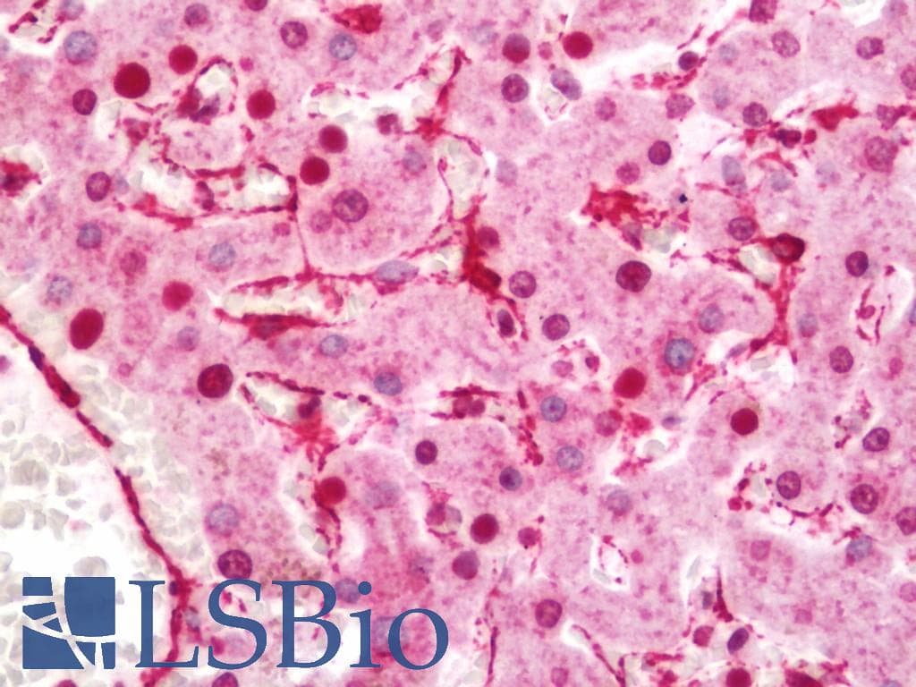 ACTA2 / Smooth Muscle Actin Antibody (N-Terminus, clone 1A4)