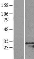 GRB2 Protein (Over-Expression Lysate Myc-DDK (Flag))