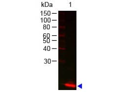LYZ / Lysozyme Antibody