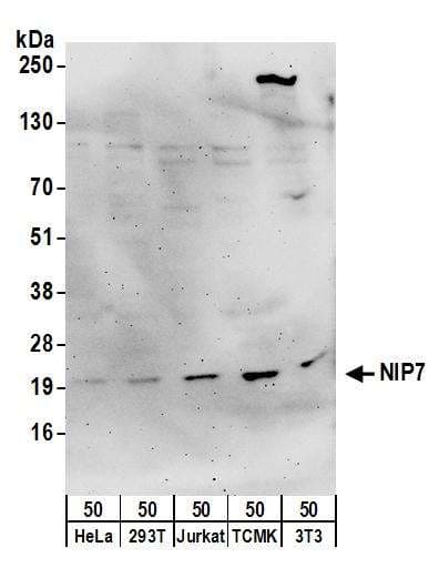IHC-plus™ SNRPA1 Antibody (aa205-255)