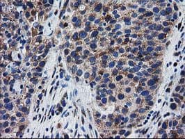 BIN3 Antibody (clone OTI8E9, Carrier-free)