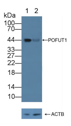 POFUT1 Antibody (aa238-388)