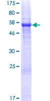 Human BTN3A2 Protein (Recombinant GST)