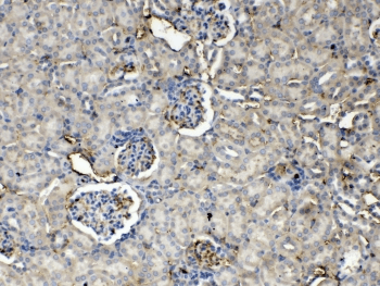 THPO / TPO / Thrombopoietin Antibody