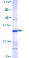 Human TRIM62 Protein (Recombinant GST, N-terminus)