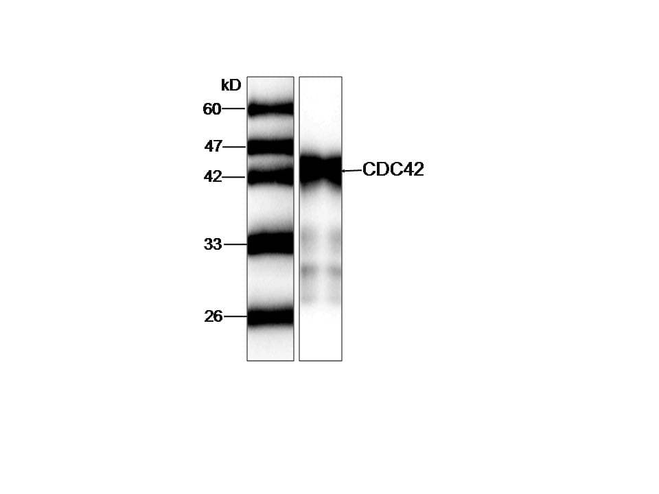 CDC42 Antibody
