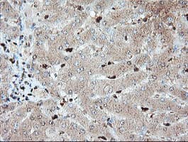 SAMHD1 Antibody (clone OTI1A1, Carrier-free)