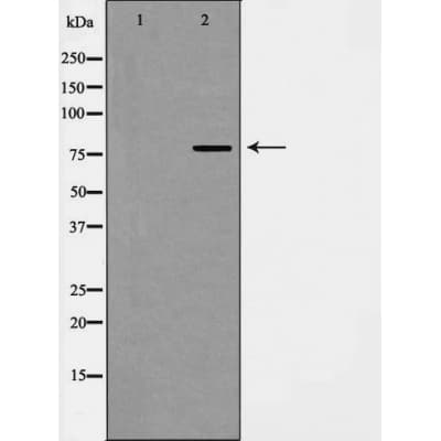 DAXX Antibody (phospho-Ser668)