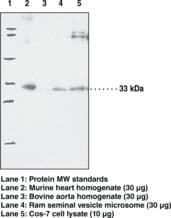 IHC-plus™ PTGES2 Antibody