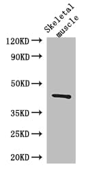 SPHK / SPHK1 Antibody