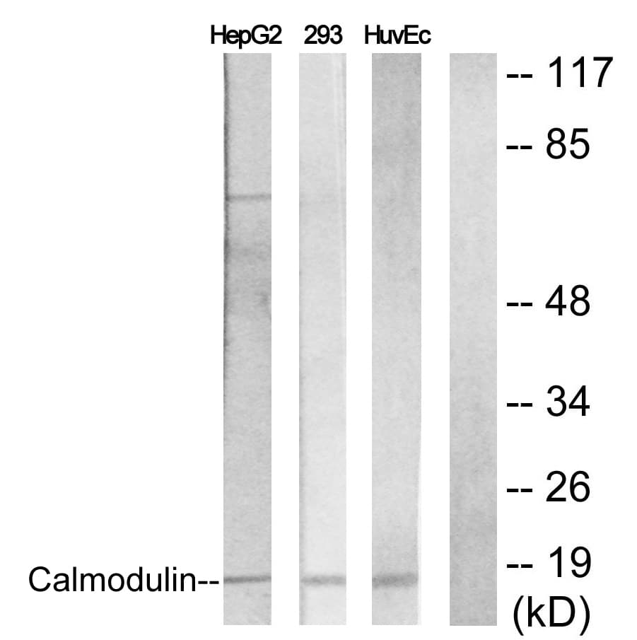 Calmodulin Antibody (aa46-95)