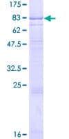 Human IL7R / CD127 Protein (Recombinant GST)