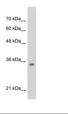TCF4 Antibody (aa73-122)