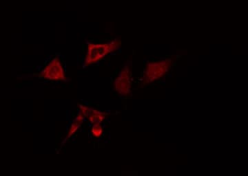 CD3EAP Antibody