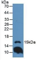 IL1F9 Antibody (aa5-149, Biotin)
