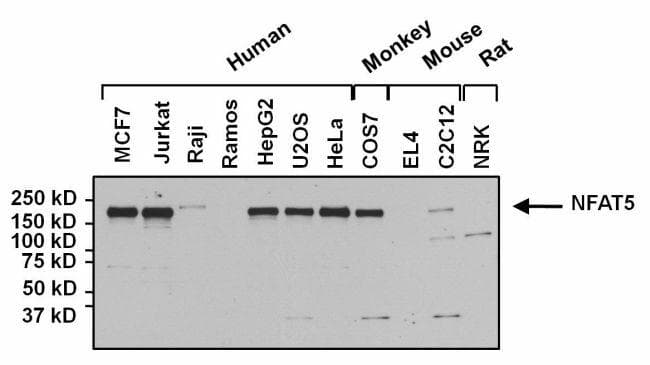 Goat Anti-Rabbit IgG Secondary Antibody (HRP)