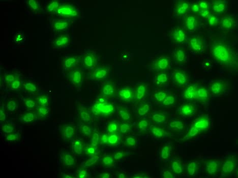 SAMHD1 Antibody