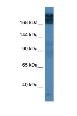 TPR Antibody (aa2276-2325)