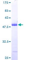 Human CSDC2 Protein (Recombinant GST)