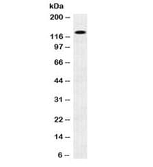 CDH2 / N Cadherin Antibody (clone 13A9)