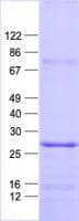 Human SCN2B Protein (Recombinant His, N-Terminal)