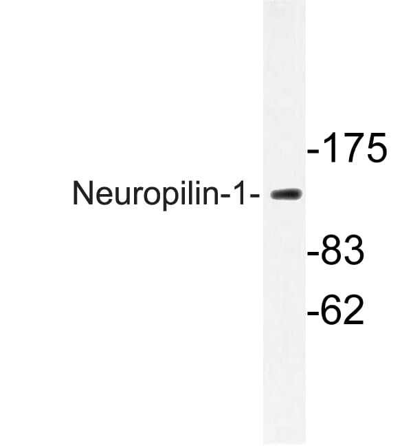 NRP1 / Neuropilin 1 Antibody (Asp525)