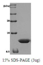 Human TXN / Thioredoxin / TRX Protein (Recombinant)